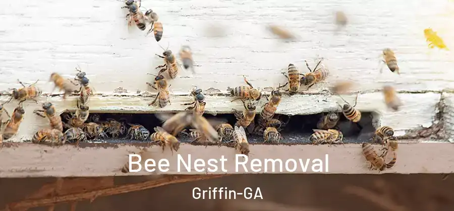 Bee Nest Removal Griffin-GA