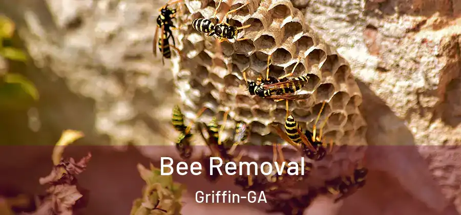 Bee Removal Griffin-GA