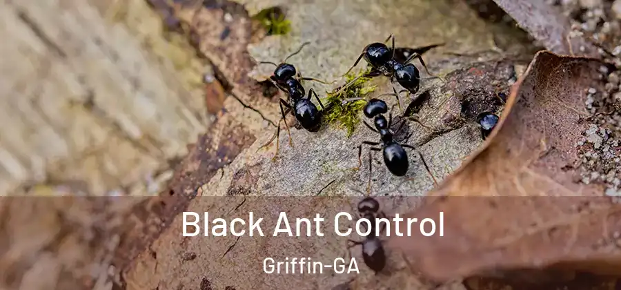 Black Ant Control Griffin-GA