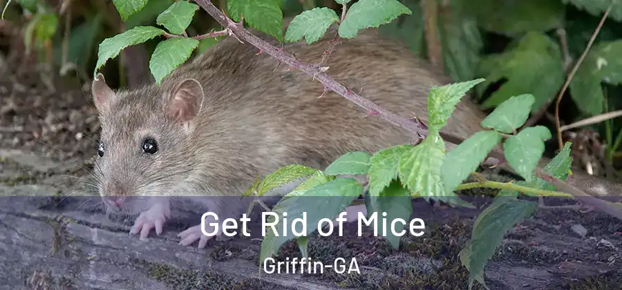 Get Rid of Mice Griffin-GA