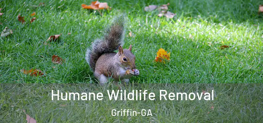Humane Wildlife Removal Griffin-GA
