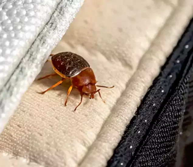 Trusted Bed Bug Prevention Specialists in Griffin, GA