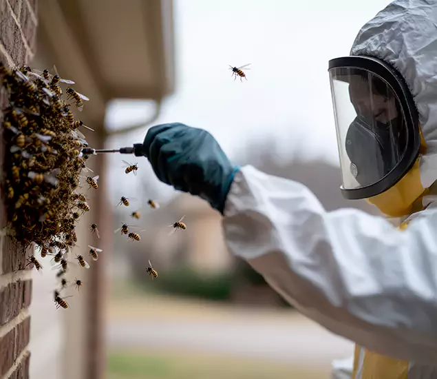 Your Bee Removal Company in Griffin, GA