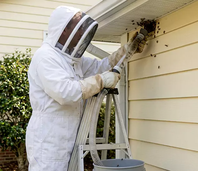 Your Affordable Bee Removal Company in Griffin, GA