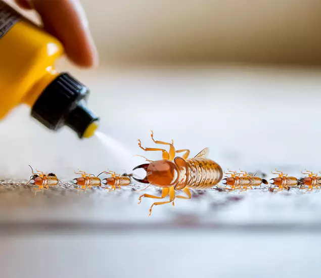 Reliable Bora Care Termite Experts in Griffin, GA