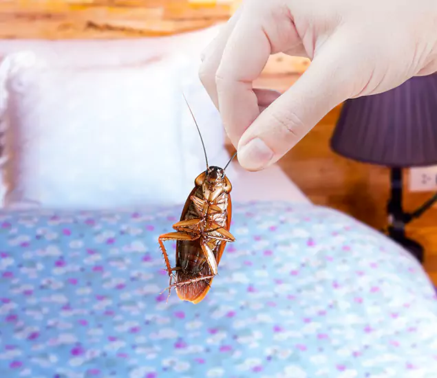 Expert Roach Control Services: Your Cockroach Pest Control in Griffin, GA