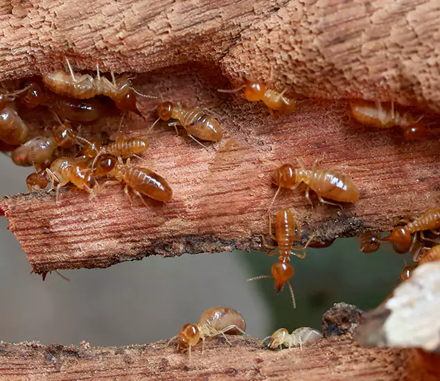 About Our Drywood Termite Treatment Experts in Griffin, GA