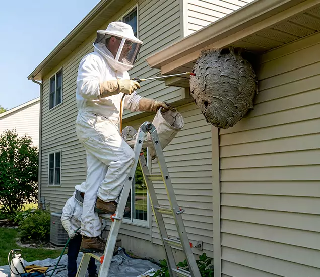 Expert Wasp Nest Removal: Your Local Wasp Nest Removal Company in Griffin, GA