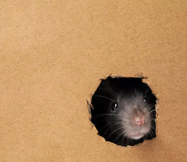 Rats in Attic Removal Experts in Griffin, GA