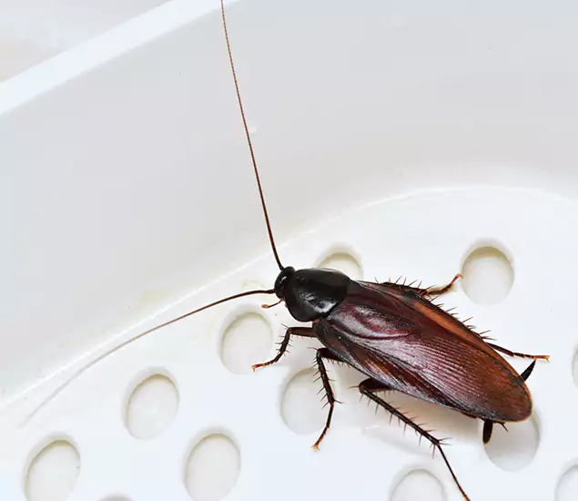 Trusted Cockroach Exterminator: Your Roach Control Services in Griffin, GA
