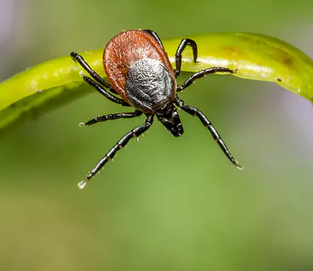 Your Trusted Tick Pest Control in Griffin, GA