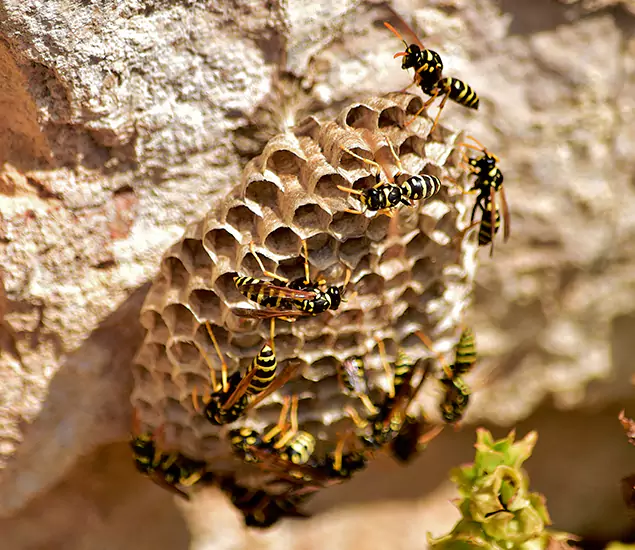 Your Best Wasp Removal Company in Griffin, GA