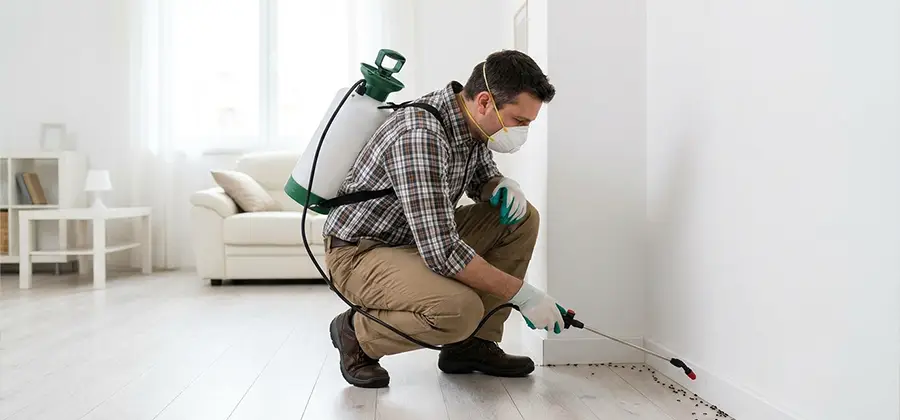 Seasonal Ant Infestation Control in Griffin