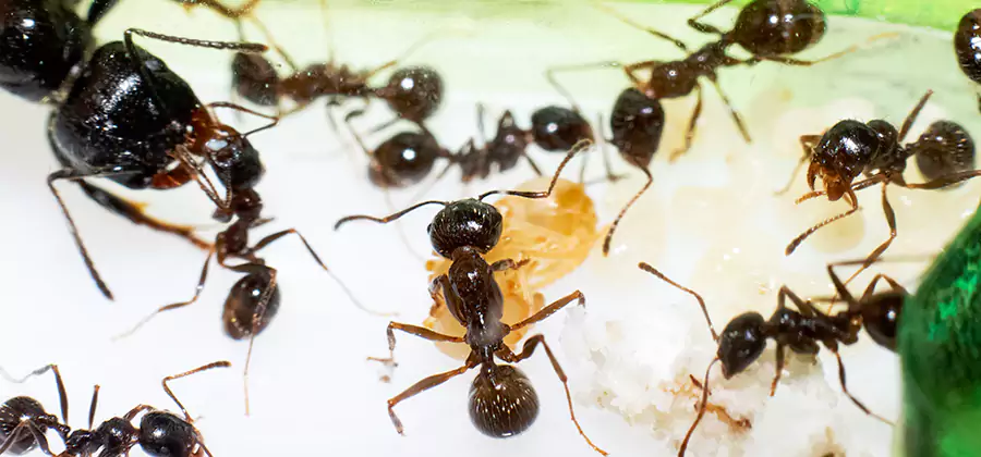 Argentine Ant Barrier Treatment in Griffin