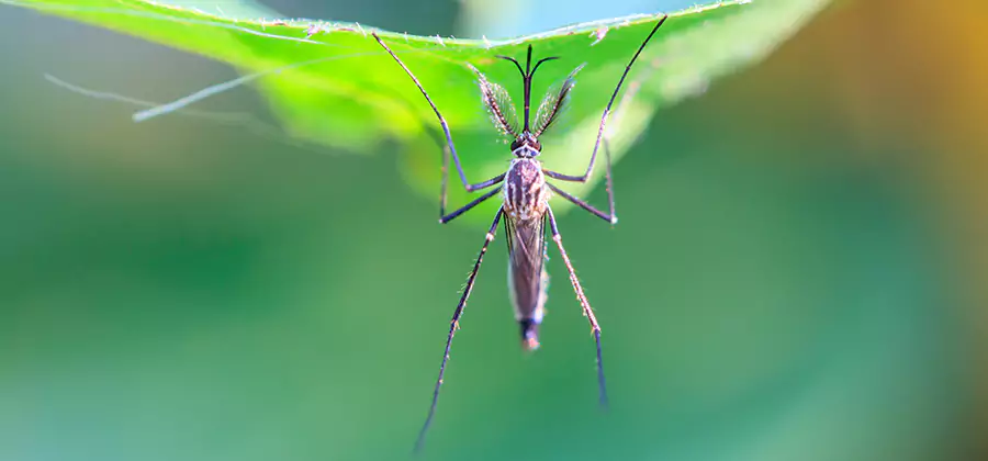 Natural Mosquito Spray for Yard in Griffin