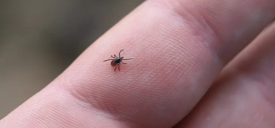 Infection Prevention for Bed Bug Bites in Griffin