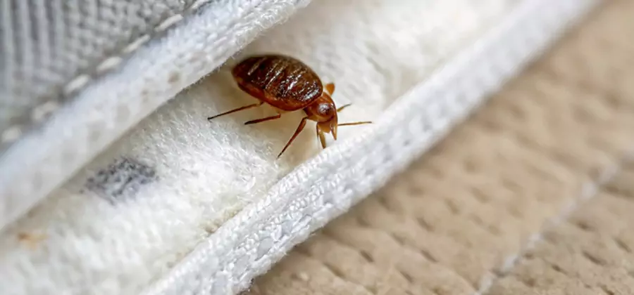 Tenting Bed Bug Fumigation in Griffin