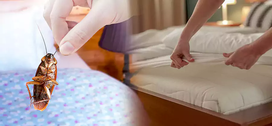 Bed Bug Home Extermination Service in Griffin