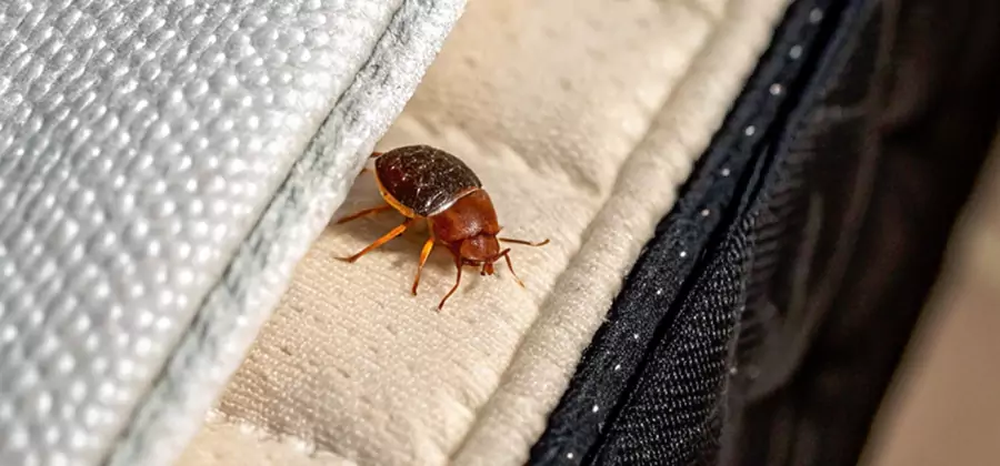 Commercial Bed Bug Control in Griffin