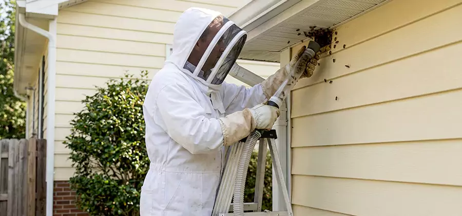 Ground Bee Removal in Griffin