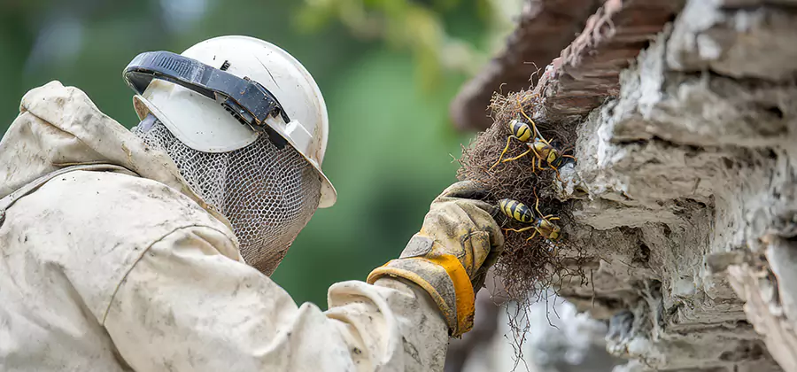 Bee and Wasp Hornet Removal in Griffin