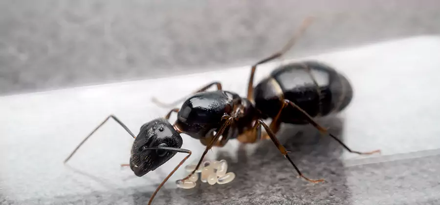 Black Ants in Kitchen Elimination in Griffin