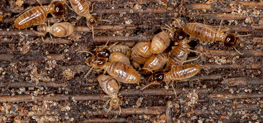 Bora Care Residential Termite Control in Griffin