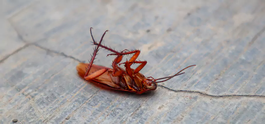 Cockroach Eradication for Commercial Properties in Griffin