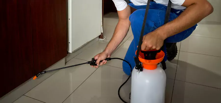 Palmetto Bug Exterminator in Griffin
