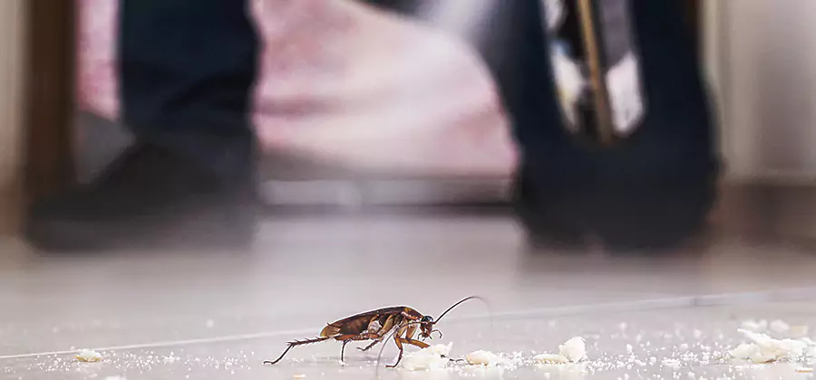Roach House Treatment Griffin