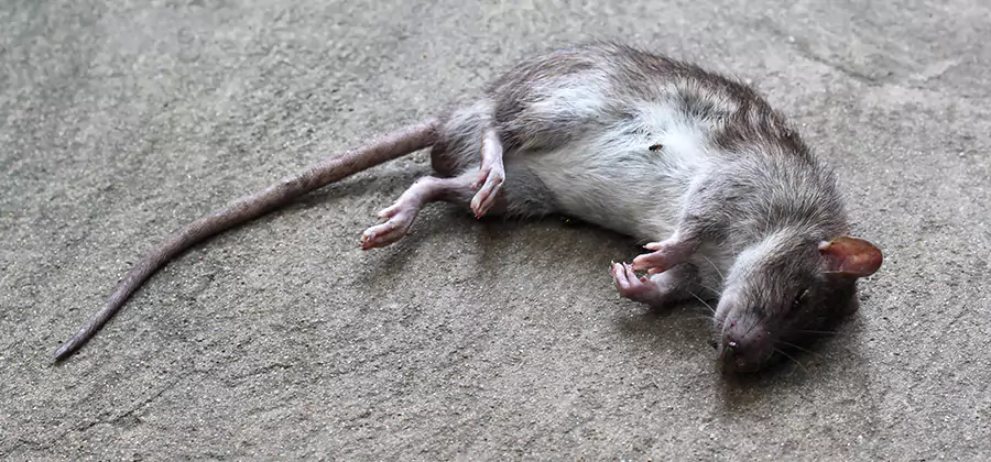 Dead Rat Disposal in Griffin