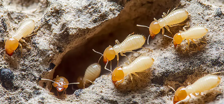 Termite Exterminator Services in Griffin