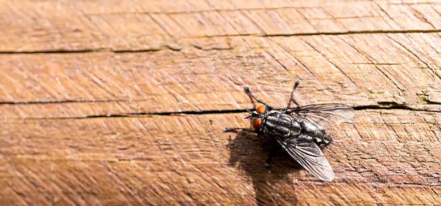 Flying Ant Barrier Treatment in Griffin