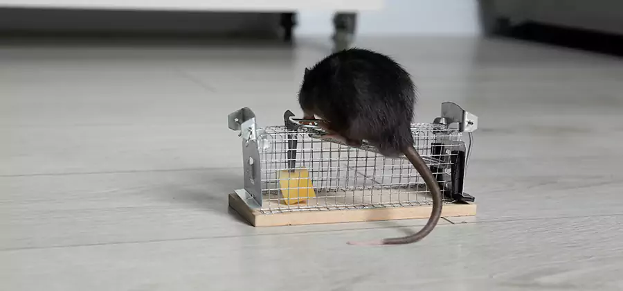 Mice in Attic Removal Griffin