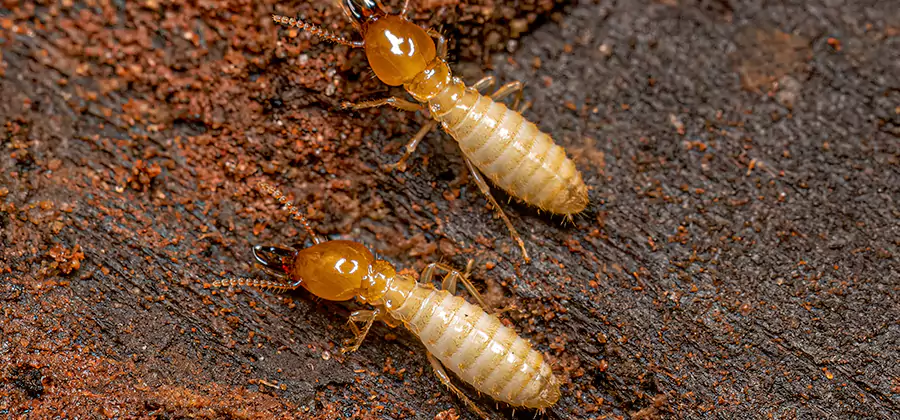 Structural Heat Termite Treatment in Griffin
