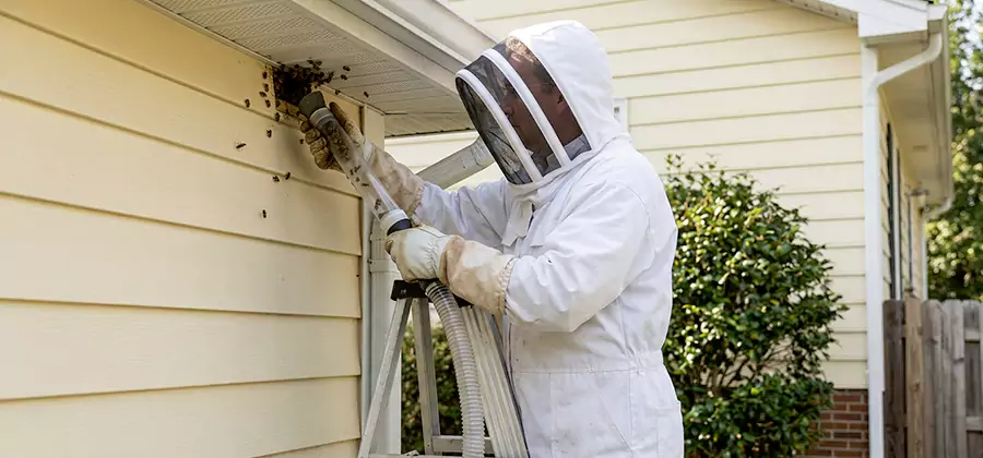 Wasp Nest in Wall Removal in Griffin