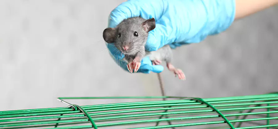 Humane Rat Trapping in Griffin
