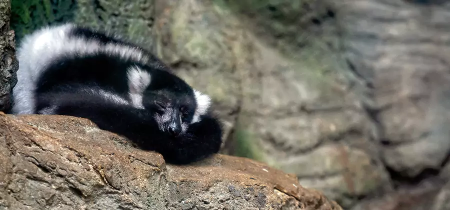 Humane Skunk Removal in Griffin