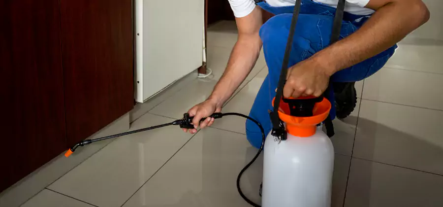 Indoor Insect Killer Solutions in Griffin