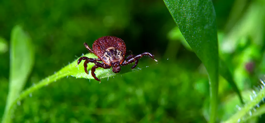 Tick Prevention for Yard in Griffin