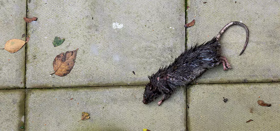 Mice in the Attic Removal in Griffin