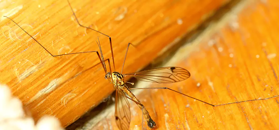Exterior Mosquito Control in Griffin