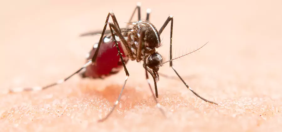 Indoor Mosquito Killer and Interior Control in Griffin