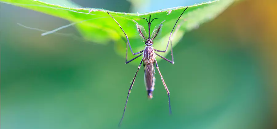 Pest and Mosquito Control for Yard and Patio in Griffin