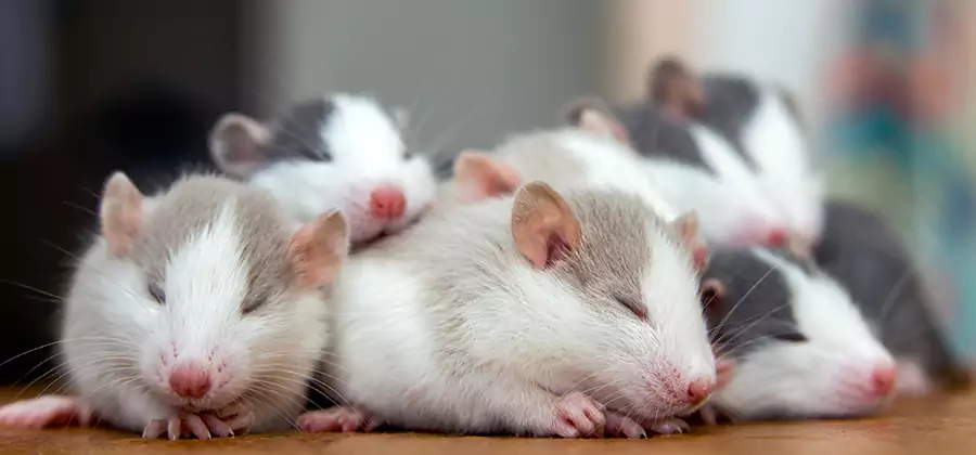 Griffin Pet Safe Mice Control