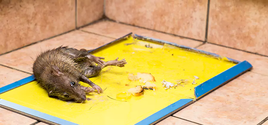 Mouse and Rat Control in Griffin