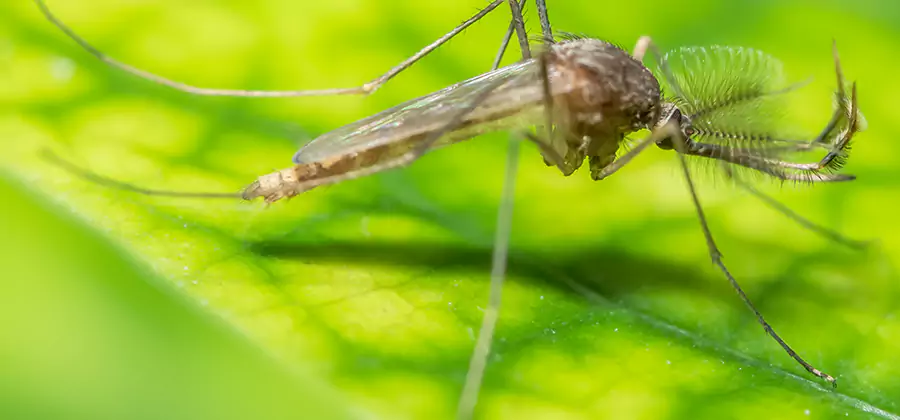 Herbal Mosquito Repellent Treatment in Griffin