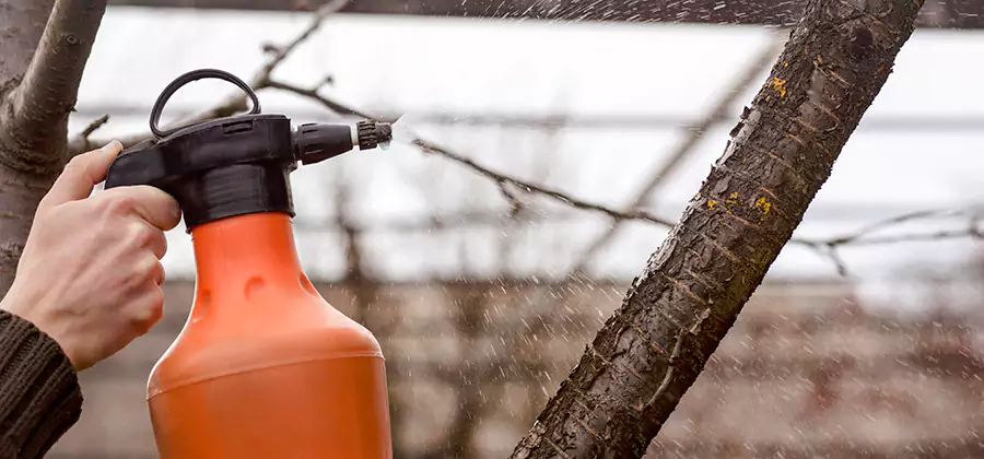 Orange Oil Structural Cavity Treatment in Griffin