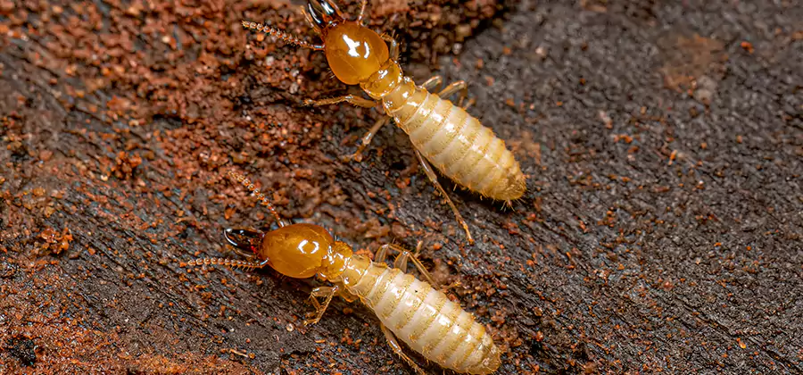 Natural Ant Hill Killer Treatment in Griffin