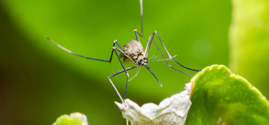 Natural Outdoor Mosquito Repellent in Griffin